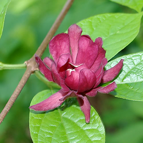 Calycanthus raulstonii Hartlage Wine 7235.jpg